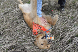 Wyoming-K9-Search-Rescue-Support